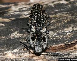 large beetles