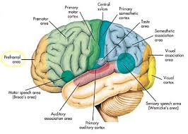 tourette syndrome