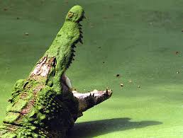 animals of the nile river