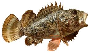 types of fish pictures