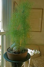 weird house plants