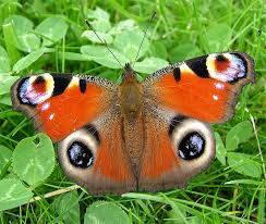 peacock butterflies