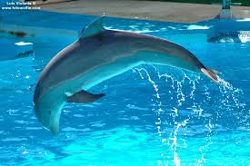 bottlenose dolphin pictures