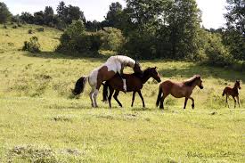 Suffolk Horse Breeding