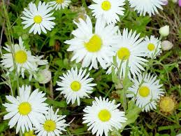 animated flower wallpaper