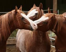 funny horses