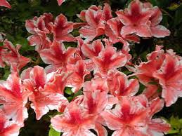 pictures azaleas