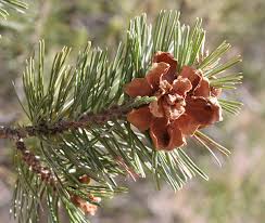 types of pine trees pictures