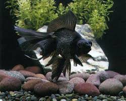 black moor goldfish