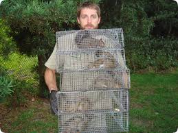 squirell