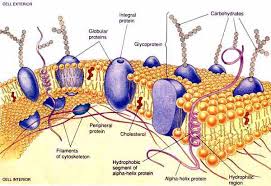 membrane