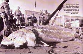 mekong river catfish