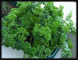 http://t3.gstatic.com/images?q=tbn:mLenp7VbUbra8M:http://www.afleurdepotager.com/wp-content/uploads/2008/07/persil17juil.jpg