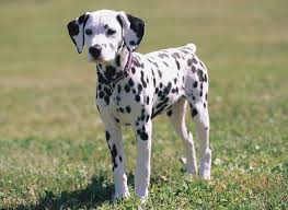 dalmatians