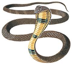 spitting king cobra