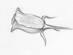 how to draw rose