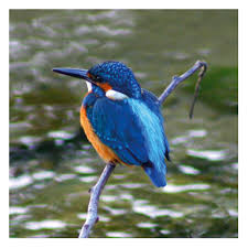 kingfisher