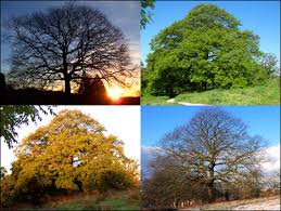 seasons