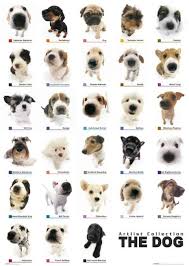 the dog