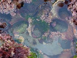 tidepools