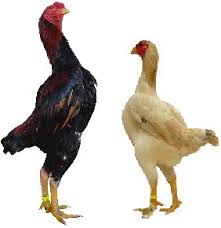  عکس خروس لاری