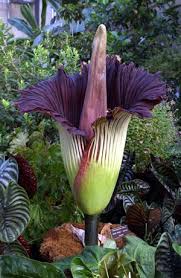 rare flowers names