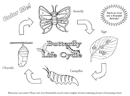 butterfly life cycle coloring sheet