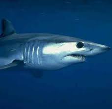 mako shark