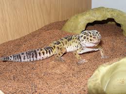 leopard gecko lizards
