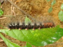 pictures of poisonous caterpillars