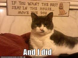 funny pictures that move