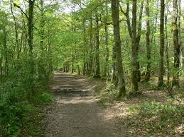 La forêt