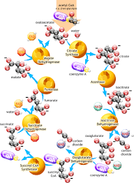 What is the TCA cycle?