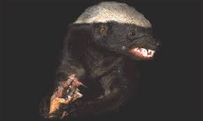 Honey Badger