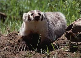 Badger picture