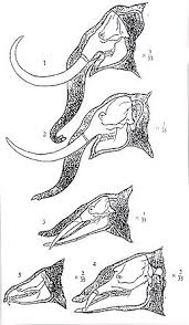 Trilophodon angustidens
