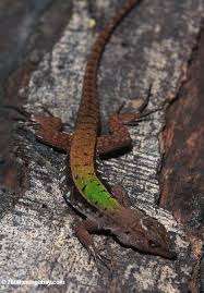 garden lizard