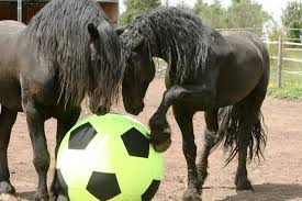 external image FriesianYB2.jpeg