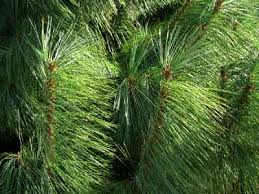 types of pine trees pictures