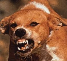 rabid-dog