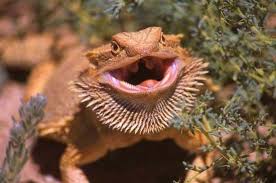 picture bearded dragons