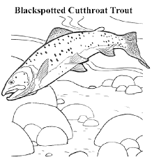 coloring book fish