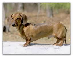 Posted in:Dachshund