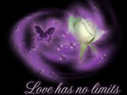 purple butterfly photos