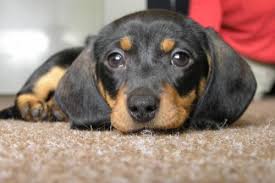 Ps� kalend�ř od července do