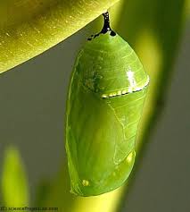 monarch butterfly chrysalis