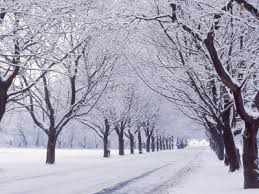 pictures maple tree