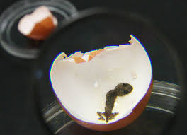 salmonella egg