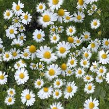 chamomile