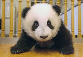 panda